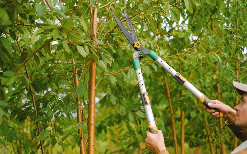 Tree trimming in Herriman, UT